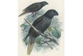 Lori černý,Keulemans, kolor. litografie, (1876