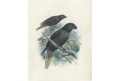 Lori černý,Keulemans, kolor. litografie, (1876