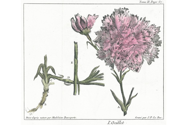 Karafiát, Basseporte, kolor. mědiryt, (1750)