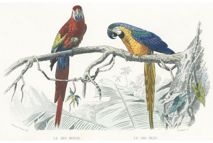 Ara červený, Buffon, kolor. litografie, 1853