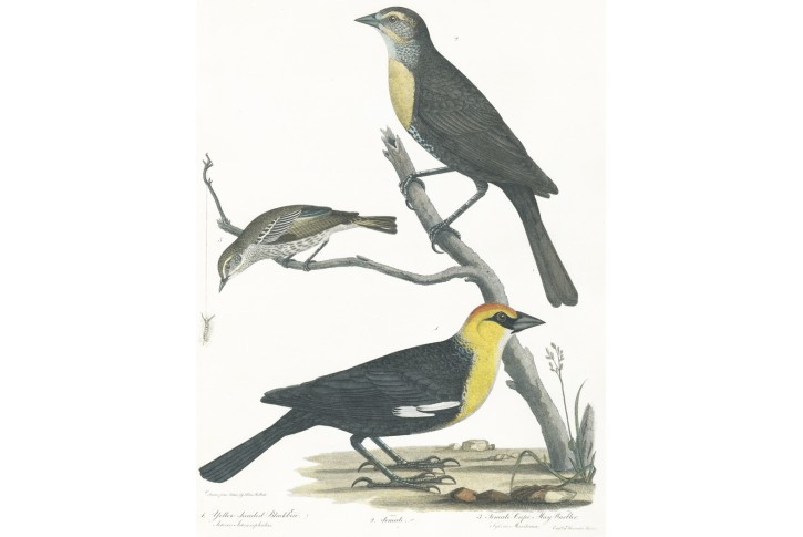 Kos žlutohlavý, Lawson, mědiryt, (1792)