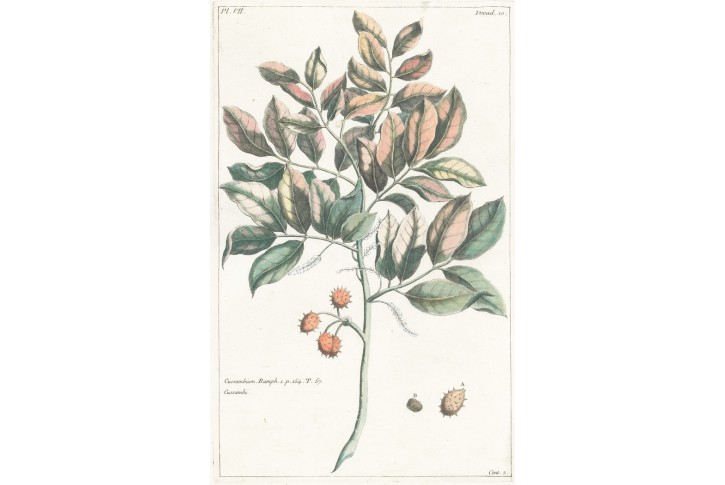 Kusumba, Buchholz, kolor. mědiryt, 1780