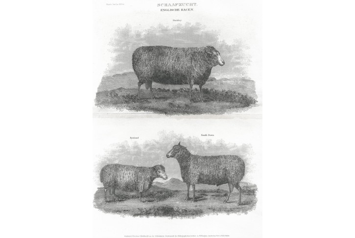Ovce anglická plemena, Meyer, oceloryt, (1860)