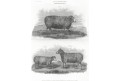 Ovce anglická plemena, Meyer, oceloryt, (1860)