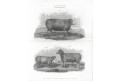 Ovce anglická plemena, Meyer, oceloryt, (1860)