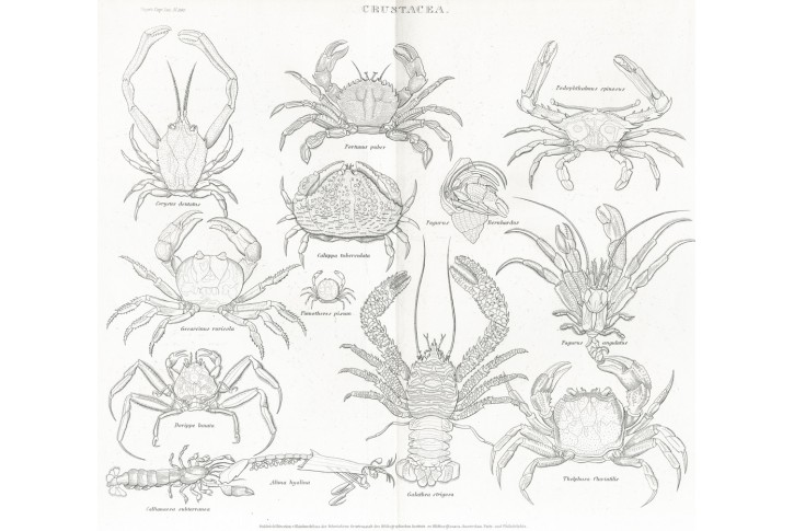 Korýši, Meyer, oceloryt, (1860)