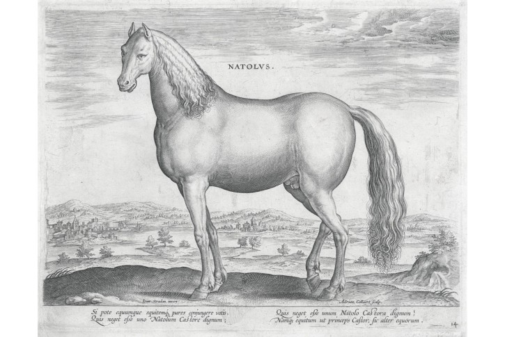 Stradanus - Galle : Kůň Natolus, mědiryt, 1578