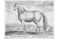 Stradanus - Galle : Kůň Natolus, mědiryt, 1578
