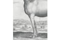 Stradanus - Galle : Kůň Natolus, mědiryt, 1578
