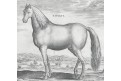 Stradanus - Galle : Kůň Natolus, mědiryt, 1578