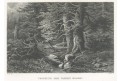 Pramen Vltavy Haase, oceloryt, (1840)