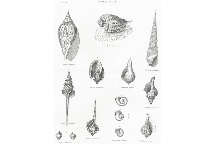 Mušle, Meyer, oceloryt, (1860)