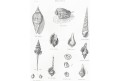 Mušle, Meyer, oceloryt, (1860)