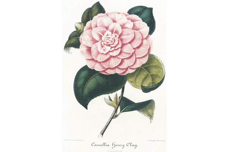 Camellia Henry Clay, litografie , 1854