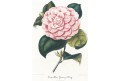 Camellia Henry Clay, litografie , 1854