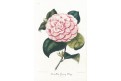 Camellia Henry Clay, litografie , 1854