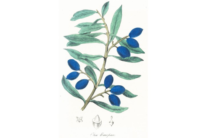 Olivovník evropský,  chromolitografie,  (1860)