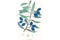 Olivovník evropský,  chromolitografie,  (1860)