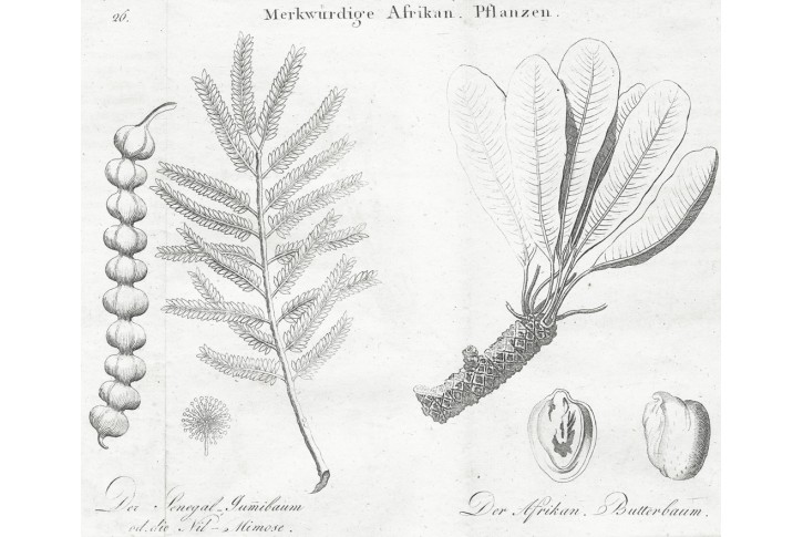 Gumovník Afrika, André, mědiryt, 1820
