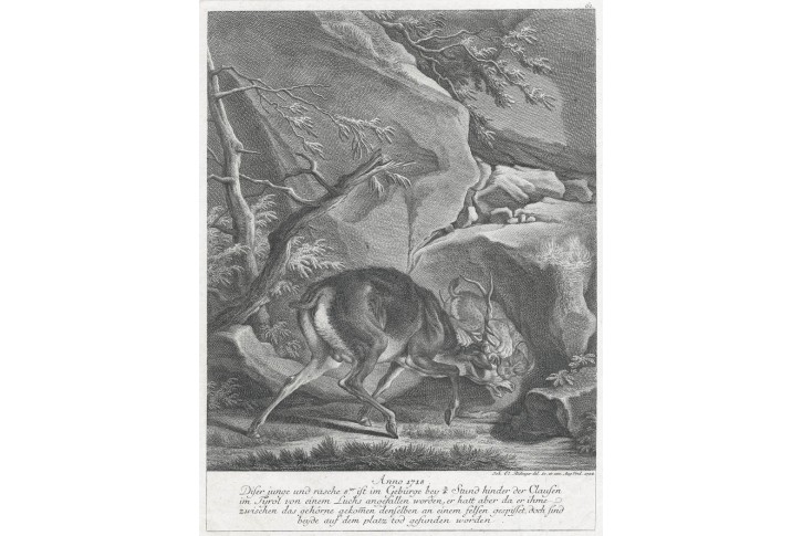 Jelen a Rys, Ridinger J.E., mědiryt, 1768