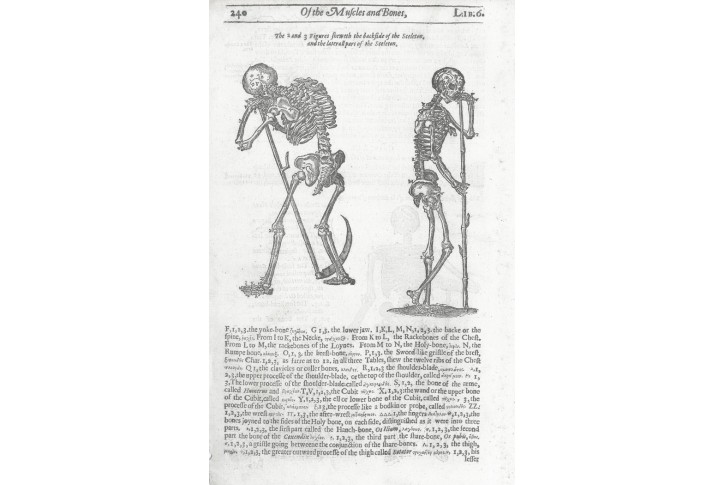 Anatomie kostlivec, dřevoryt, (17 stol)