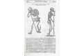 Anatomie kostlivec, dřevoryt, (17 stol)