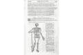 Anatomie kostlivec, dřevoryt, (17 stol)