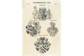 Steiermark - Bayer, Siebmacher, litogr, (1860)
