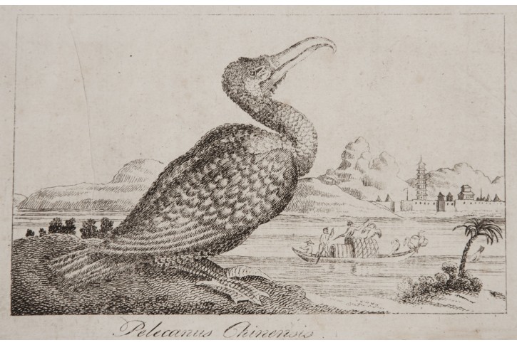 Pelikán Čínský, mědiryt 1820