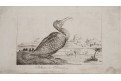 Pelikán Čínský, mědiryt 1820
