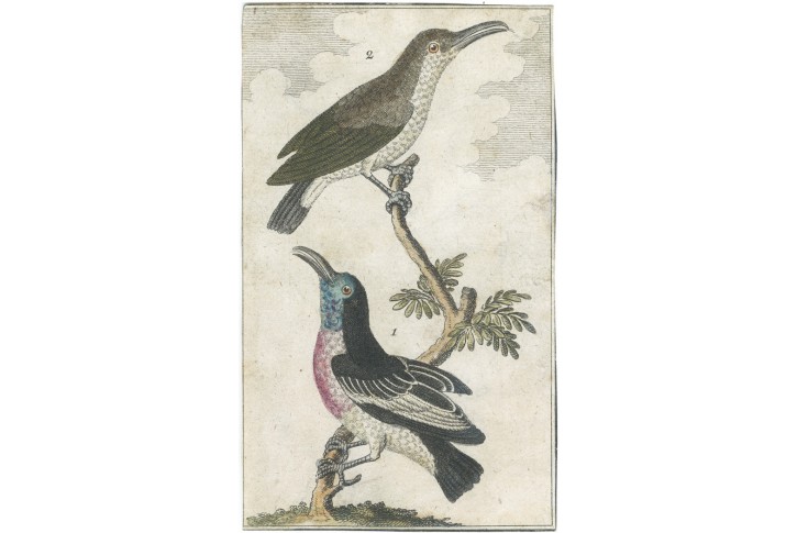 Strdimil, Buffon, kolor. mědiryt, 1791