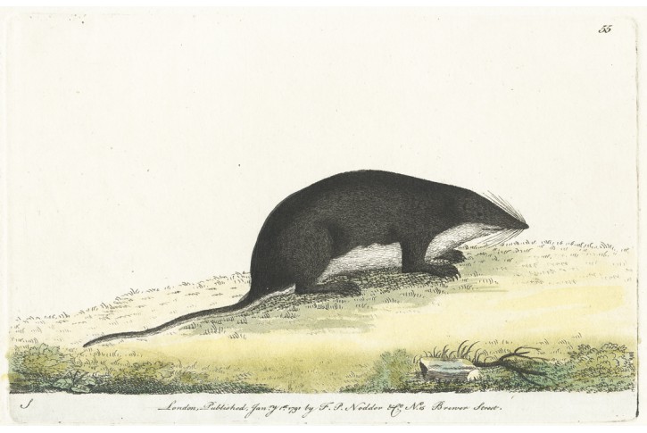 Rejsek, Nodder,  kolor. mědiryt, 1791