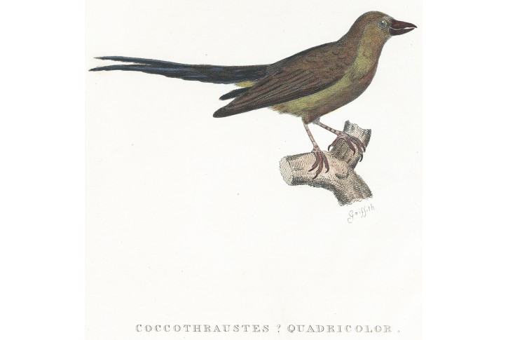 Dlask, kolor. litografie, (1840)