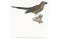 Dlask, kolor. litografie, (1840)