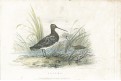 Bekasina, kolor. mědiryt, (1800)