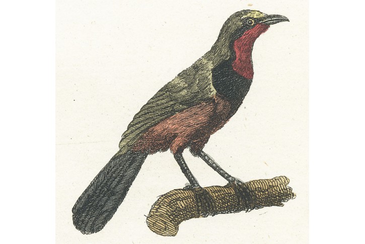 Tangara růžová, kolor. mědiryt, (1800)