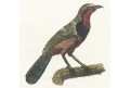 Tangara růžová, kolor. mědiryt, (1800)