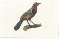 Tangara růžová, kolor. mědiryt, (1800)
