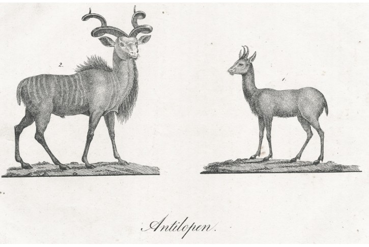 Antilopa,  litografie, 1832