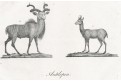 Antilopa,  litografie, 1832