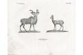 Antilopa,  litografie, 1832