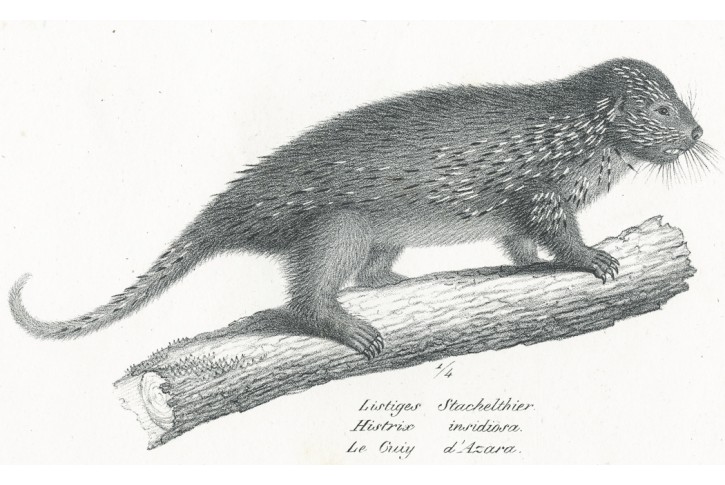 Surikata, Schinz, litografie, 1827