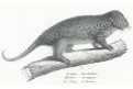 Surikata, Schinz, litografie, 1827
