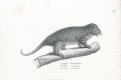 Surikata, Schinz, litografie, 1827