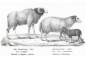 Ovce, Schinz, litografie, 1827