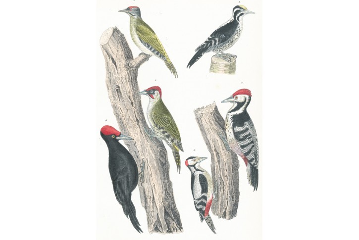 Datlovití, Schinz, litografie, 1854