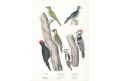 Datlovití, Schinz, litografie, 1854