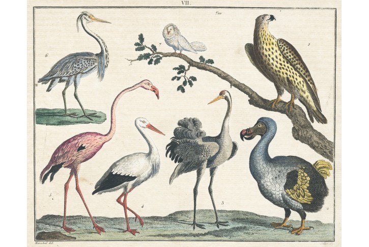 Čáp a plameňák, kolor. mědiryt, 1806