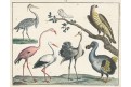 Čáp a plameňák, kolor. mědiryt, 1806