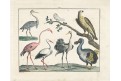 Čáp a plameňák, kolor. mědiryt, 1806